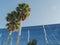 Palm trees on midday light and office building