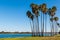 Palm Trees on Mission Bay in San Diego