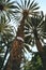 Palm trees in the Municipal Park of Elche, Spain