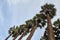 Palm trees.National Garden in Athens,Greece