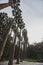 Palm trees.National Garden in Athens,Greece