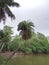 A palm trees near tha pond