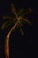 Palm Trees at Night