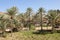 Palm trees in an oasis, Oman