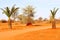Palm trees oasis red Kalahari desert, Namibia