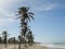 Palm trees and ocean at Cumbuco beach at afternoon.