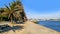 Palm trees off the coast of the Atlantic Ocean in summer in Porto. Portugal