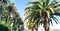 Palm trees off the coast of the Atlantic Ocean in summer in Porto. Portugal