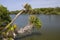 Palm Trees Over Indian River