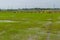 Palm trees and paddy field in cloudy day. Mekong Delta, Vietnam