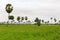 Palm Trees in Paddy Rice Fields under Cloudy Sky