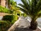 Palm trees in the Palm Mar empty street