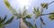 Palm trees palms against clear blue sky on tropical paradise beach on summer vacation