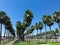 Palm trees in the park of Adler city, Russia