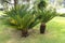 Palm trees in a park with green grass