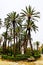 Palm trees in Park Villa Bonnano, Palermo