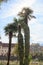 Palm trees at Passer Promenade in Merano, South Tyrol, Italy