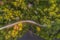 Palm trees patterns aerial view, Malaysia