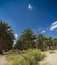 Palm trees perspective view. Palm grove in the summer sunny day on a background