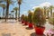 Palm trees and plants in the pots