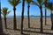 Palm trees on Playa Levante beach, Benidorm, Alicante Province, Spain