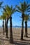 Palm trees on Playa Levante beach, Benidorm, Alicante Province, Spain