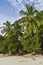 Palm Trees at Playa Manuel Antonio