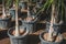 Palm trees in pots in tree nursery or garden store