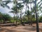 Palm Trees at Pu`uhonua o Honaunau National Historical Park, Ha