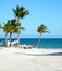 Palm Trees- Punta Cana Beach