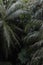 Palm Trees, Rainforest, Background, green, nature, lush green, tropical, woodland, jungle