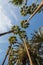 Palm trees reaching towards a blue sky. Frog perspective.