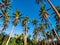 Palm trees reaching towards bright blue sky in tropics