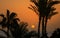 Palm trees by the Red Sea at sunrise, Egypt