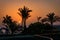 Palm trees by the Red Sea at sunrise, Egypt