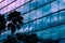 Palm trees reflected on glass windows of a building in St. Petersburg, Florida