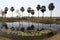 Palm trees in a row by the side of a pond in rural area