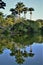 Palm trees roystonea oleracea and its reflection in the lake water in the city park