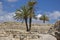 Palm trees among the ruins of Megiddo