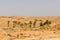 Palm trees in the Sahara desert, Matmata, Tunisia