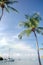 Palm Trees and Sailbots