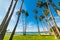 Palm trees in San Diego shoreline