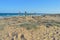 Palm Trees And Sand Dunes