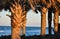 Palm Trees By the Sand Dunes Along the Coast of Florida Beaches in Ponce Inlet and Ormond Beach, Florida