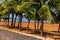 Palm trees on the sands of a river beach