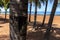 Palm trees on the sands of a river beach