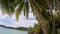 Palm Trees On Sandy Ocean Beach With Turquoise Water In Kaimana Island, Raja Ampat. Beautiful Nature With Picturesque View