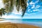 Palm trees by the sea in La Perle beach in Guadeloupe