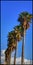 Palm trees on the seafront of Salerno