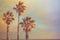 Palm Trees at Seashore Dramatic Beautiful Blue Pink Peachy Sky at Sunset. Pastel Colors Flare 60s Vintage Toning.Calm Sea Horizon